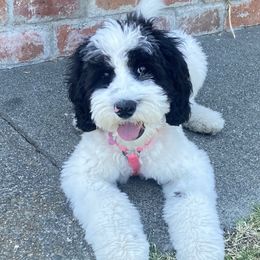 Jo - Australian Labradoodle
