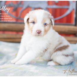 Ridley - Red Merle Male - Red merle male Australian Shepherd puppy in Red Bud, Illinois from Authentic Aussies