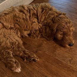 Rainbow Collar - Red  female Goldendoodle puppy in Landis, North Carolina from Shelbys Doodle Farm