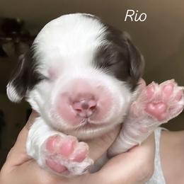 Rio - Chocolate male Australian Labradoodle puppy in Chuluota, Florida from Delano Australian Labradoodles