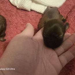 Klohe - Red sable female Havanese puppy in Melba, Idaho from Lawson Havanese