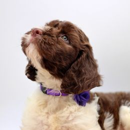 Miss Purple - Liver and white female Springerdoodle puppy in Kendall, New York from Family Raised Doodles