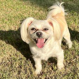 Hera bear - Maltese
