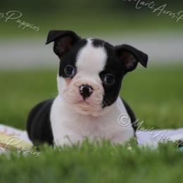 AKC 'Becky' - Black brindle and white female Boston Terrier puppy in Lamar, Missouri from Marti Acres ~ Boston Terrier & Beagles