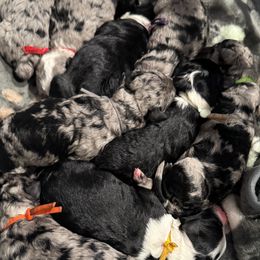 Girl 6 - female Sheepadoodle puppy in Bloomfield, New Jersey from C3 Sheepadoodles