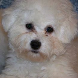 Bichon Frises from Ela's Bichon Frise