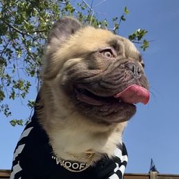 Rockstar - French Bulldog