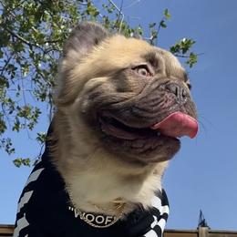 Rockstar - French Bulldog