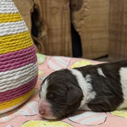 Boy 1 - Brown and white male Aussiedoodle puppy in Lavonia, Georgia from H & A Kennels