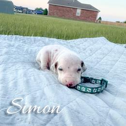 Simon - White and liver brown male Dalmatian puppy in Mount Vernon, Missouri from Spots & Spirals