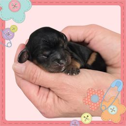 Revery - Black and tan female Cavalier King Charles Spaniel puppy in Kewaskum, Wisconsin from Moon Dream Cavaliers