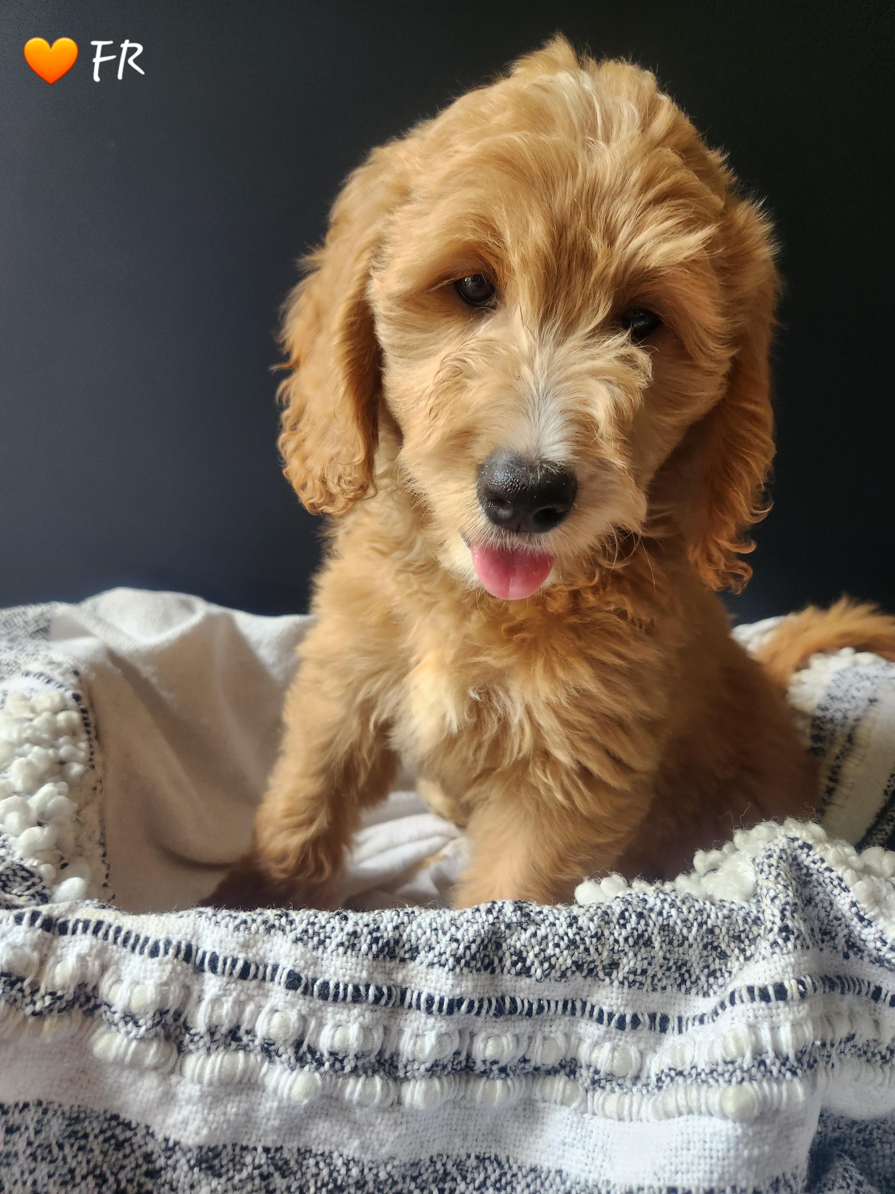 Goldendoodle Puppies from Oodles of Doodles