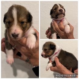 Pink - Sable and white female Shetland Sheepdog puppy in Katy, Texas from Sherock’s Shelties