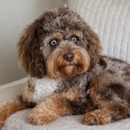 Rainger - Cavapoo