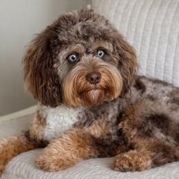 Rainger - Cavapoo