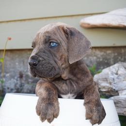 Girl 2 - Gray and fawn female Cane Corso puppy in Emmett, Idaho from NorthWood’s Cane Corso