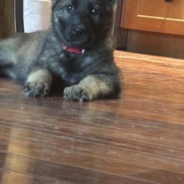 German Shepherd Puppies from Karen Nikirk