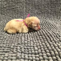 Miss pink collar - Cream female Maltipoo puppy in Springtown, Texas from North Texas Puppies