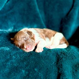 Maren - Chocolate female Goldendoodle puppy in Allen, Texas from Calena’s Doodles