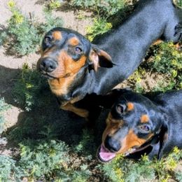 Dachshunds from Weenie Hut House