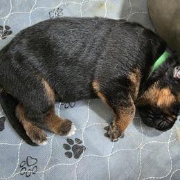 Green Boy - Black and red male German Shepherd puppy in Lewistown, Missouri from Ewig Krieger Kennels