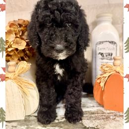 Andy - Black male Goldendoodle puppy in Caddo Mills, Texas from Fire Wife Doodles