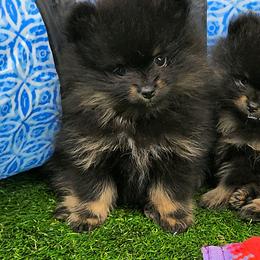 AKC Roxie - Black and tan female Pomeranian puppy in Albany, Indiana from Hatz Off Puppies