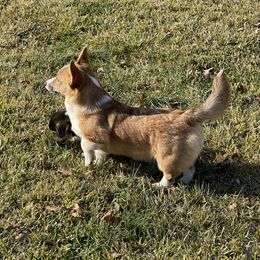 Cali - Pembroke Welsh Corgi