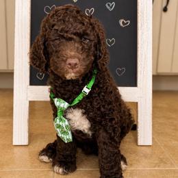 Briar - Chocolate male Goldendoodle puppy in Camden, North Carolina from Oopsie Doodles of NC