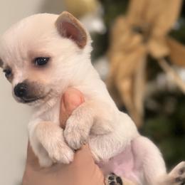 Chihuahuas from Northwest Paws