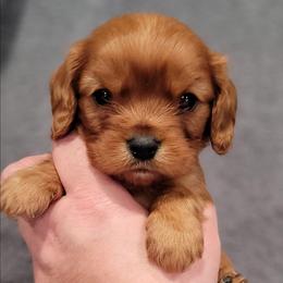 Tyler - Ruby male Cavalier King Charles Spaniel puppy in Romeoville, Illinois from KonopkaKennelsLLC