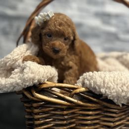 Cavapoo, Cockapoo, and Poodle Puppies from Heavenly Puppies to Love