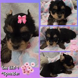 Girl 1 - Black and tan female Yorkshire Terrier puppy in Gatesville, Texas from Schultz Yorkies byGrace