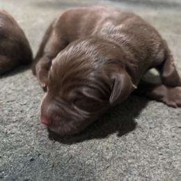 Birdie - Chocolate female Labrador Retriever puppy in Mount Olive, Mississippi from 3 King Kennels