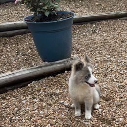 Spice - Gray and white male Pomsky puppy in Larue, Arkansas from The Looking Glass Kennel