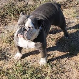 Nala - Bulldog