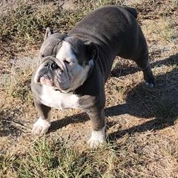 Nala - Bulldog