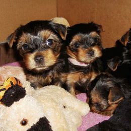 Yorkshire Terriers from MGS Luv Blues Kennel