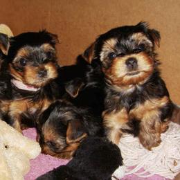 Yorkshire Terriers from MGS Luv Blues Kennel
