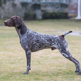 German Shorthaired Pointer All Grown Up from Windward German Shorthaired Pointers