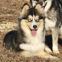 Pair of sweet girls, 3 and 4 years old prefer they stay together - Tri-color female Pomsky puppy in Gladstone, Virginia from Rustic Charms Miniature Huskys