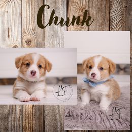 Pembroke Welsh Corgi Puppies from Laird Farms