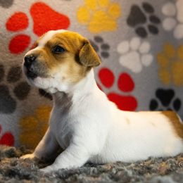 Russell Terrier Puppies from Diamond D Jacks