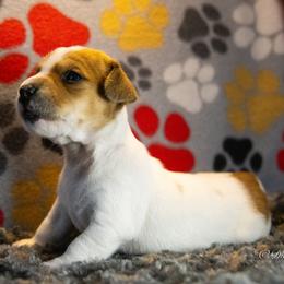 Russell Terrier Puppies from Diamond D Jacks