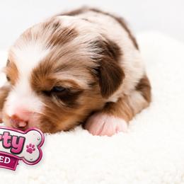 Liberty - Red merle female Miniature Australian Shepherd puppy in Apache Junction, Arizona from Circle T Mini Aussies