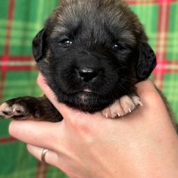 Apeliotes - Gray fawn female Anatolian Shepherd Dog puppy in Rapid River, Michigan from Echolight Australian Shepherds