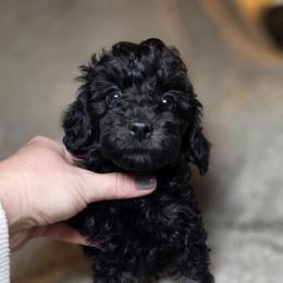 Flannel - Black white and tan male Cockapoo puppy in West Point, Mississippi from Golden Paws