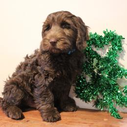 Steel  with a teal collar - Chocolate male Australian Labradoodle puppy in Provo, Utah from EllsWORTH Labradoodles LLC