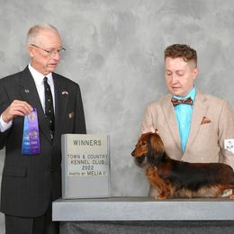 Taylor - Dachshund