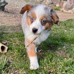 Joy - Blue merle female Miniature American Shepherd puppy in Tonasket, Washington from V5 Aussies